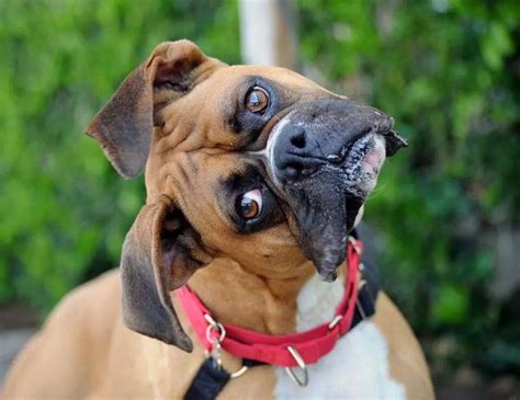 Brindle Boxer Puppy Lying Tilting Head Stock Image Image of listening
