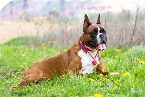 Boxer Puppy With Cropped Ears