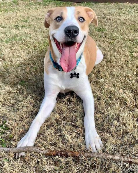 Australian Shephard/Boxer mix puppy Cute baby animals, Boxer mix