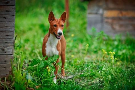 Pit Bull Basenji Mix. Penny Lane! The story of my life