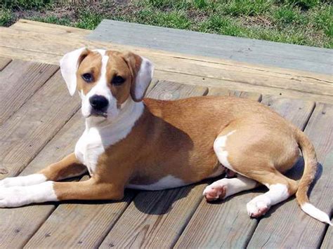 Beagle/Boxer Mix Mixed/Other puppy for sale near Chicago, Illinois