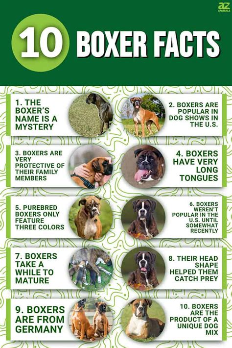 Boxer Dog Facts 18 Facts about Boxer Dogs Facts.net