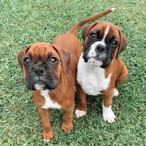 Boxer Puppies for Sale This is the Breed Your Family Needs!
