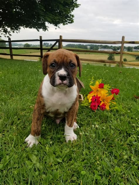 AKC Registered Boxer Puppy For Sale Baltic, OH Male Grant AC Puppies LLC