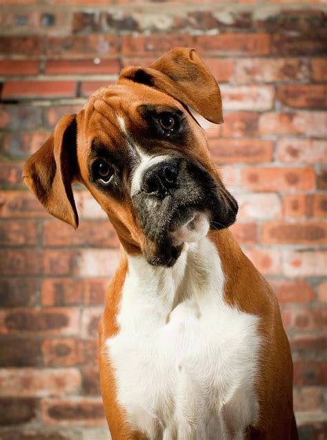 Boxer Puppy Head Tilt: Understanding This Adorable Behavior