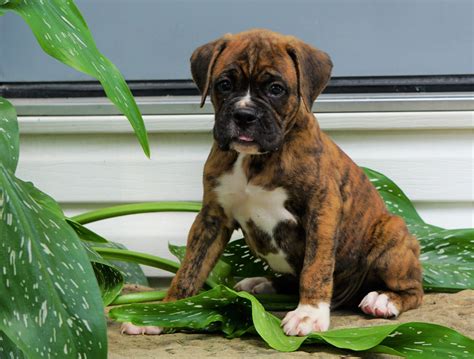 Boxer pups te koop, Boxer pup kopen