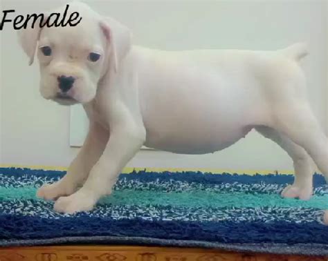 Boxer Puppies for Sale in New Delhi
