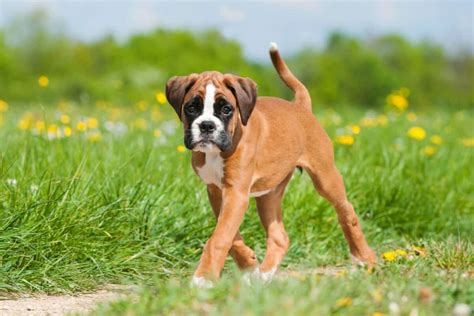 47+ Boxer Puppies For Sale With Docked Tails Pic Bleumoonproductions