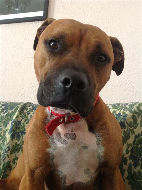 Ruby the boxer staffie x pup needs a new home DAWG