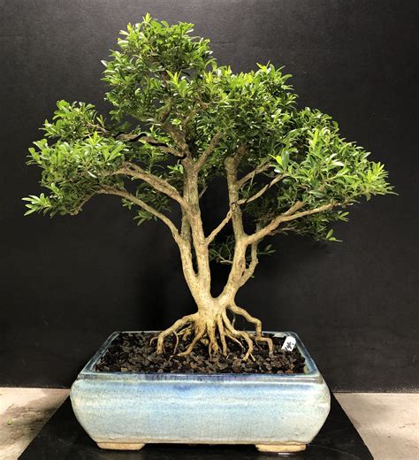 Boxus Bonsai