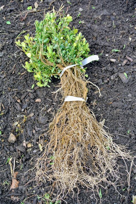 Boxwood Root System
