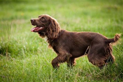 Boykin Spaniel Puppies Behavior And Characteristics In Different Months