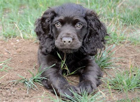 Full blooded Boykin Spaniel puppy 750 Albany Puppies for Sale Near Me