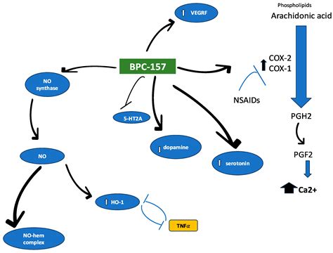 Bpc 157 Cancer