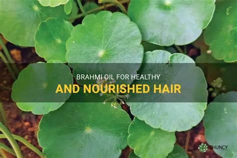 Brahmi For Hair