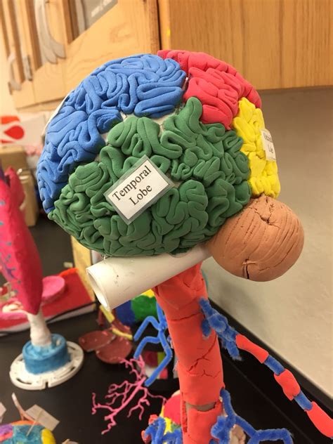Image result for brain model project ideas Brain models