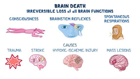 Brain Death: Understanding Complete Loss of Function