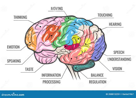 Brain