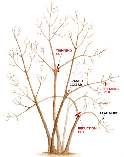 Branch and Leaf Pruning
