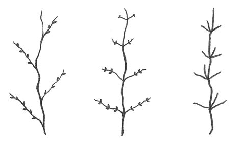 Branching Patterns In Trees