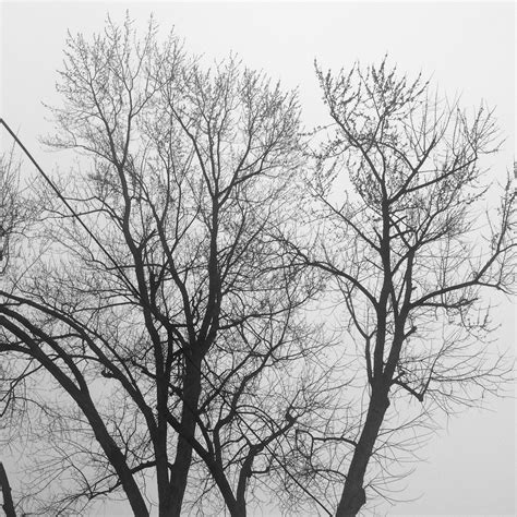 Branching Patterns Of Trees