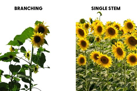 Branching vs Single Stem Sunflowers