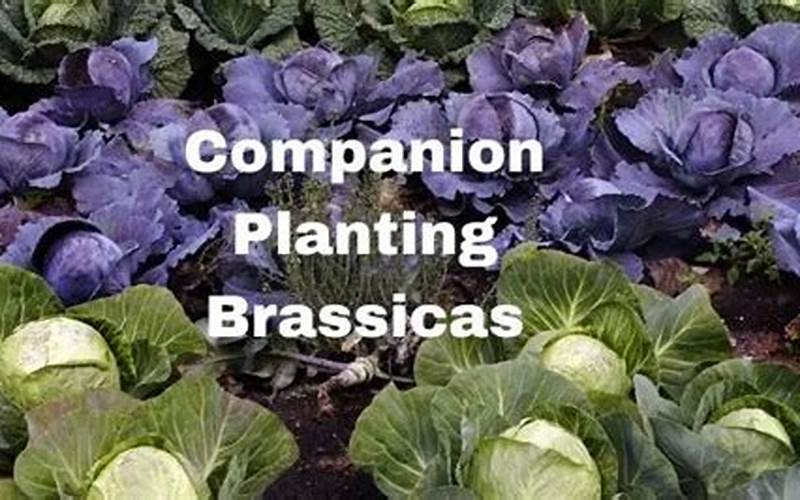 Brassicas Companion Planting