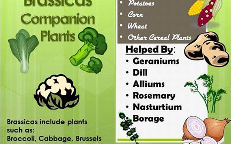 Brassicas Companion Plants