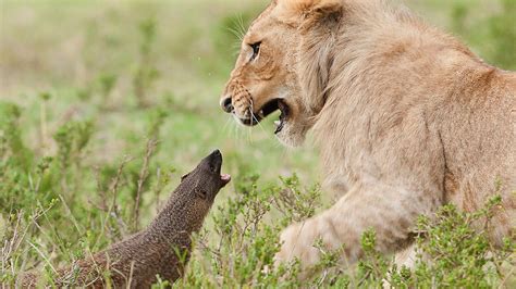 Brave Mongoose