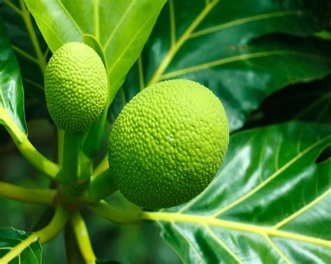 Breadfruit Culinary Treasure