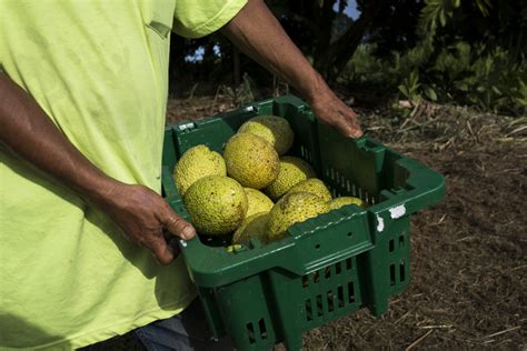 Breadfruit Harvesting