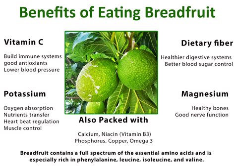 Breadfruit Health Benefits