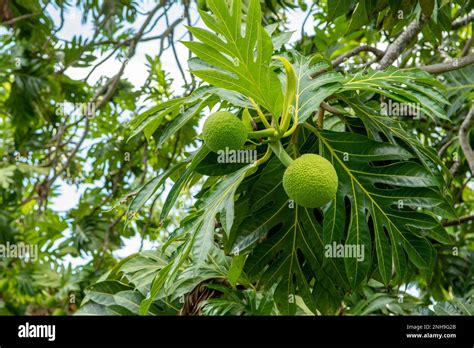 Breadfruit Nuances