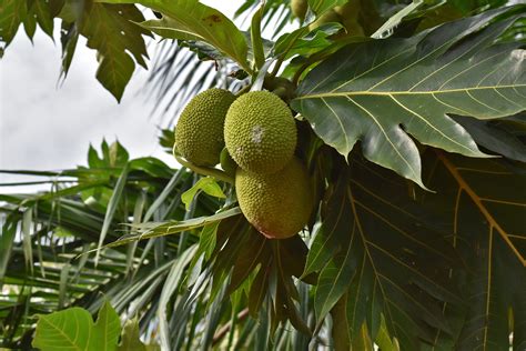 Breadfruit Versatility