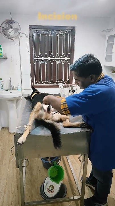 Breaking Down the Typical Neutering Package