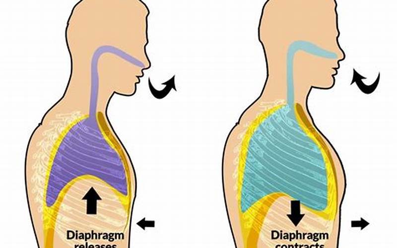Breathing Diaphragm Muscle