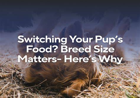 Breed Size Matters