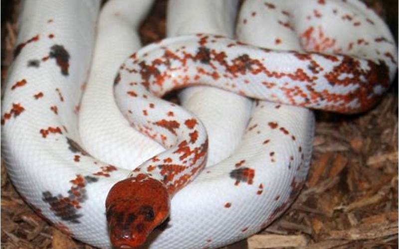 Breeding And Reproduction Of Red Dominican Mountain Boa