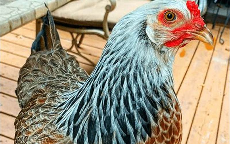 Breeding Of Prairie Bluebell Egger Chicken