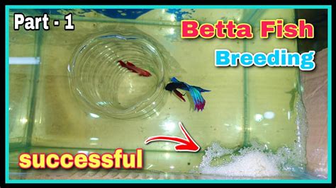 Breeding Betta Fish