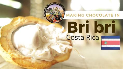Bri Bri chocolate making