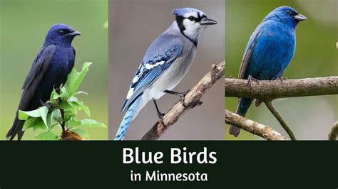 Bright Blue Bird in Minnesota