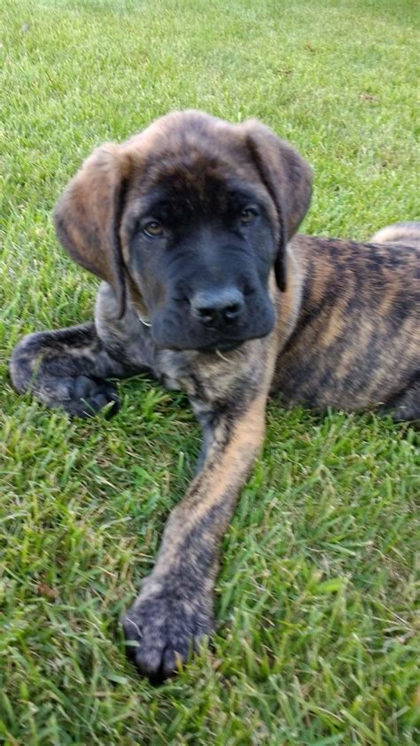 Brindle Blue English Mastiff Puppies: A Guide To Raising These Adorable
Giants