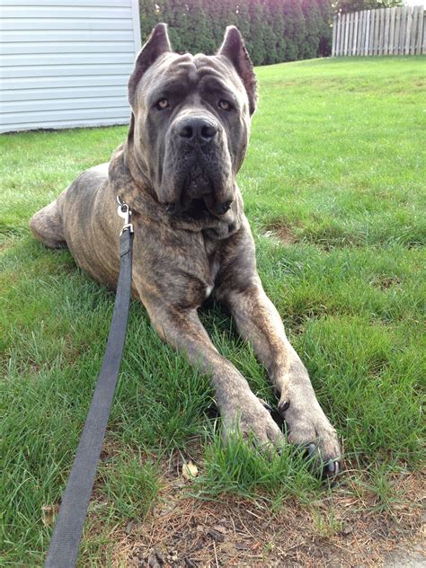 Discovering The Brindle Blue Grey Cane Corso