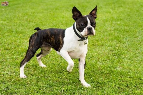 15 of the Cutest Brindle Boston Terrier Pics Ever The Paws