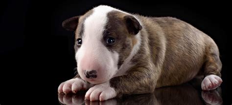 Brindle Bull Terrier Puppy For Sale