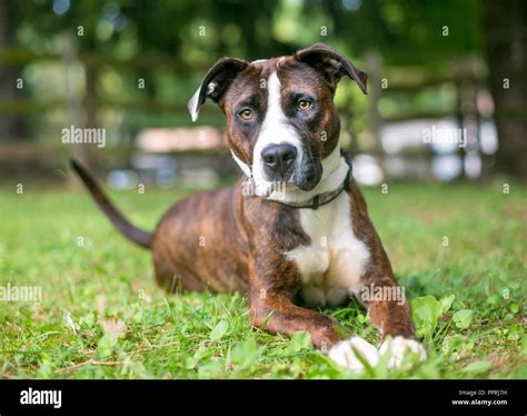 23+ Brindle American Bulldog Lab Mix l2sanpiero