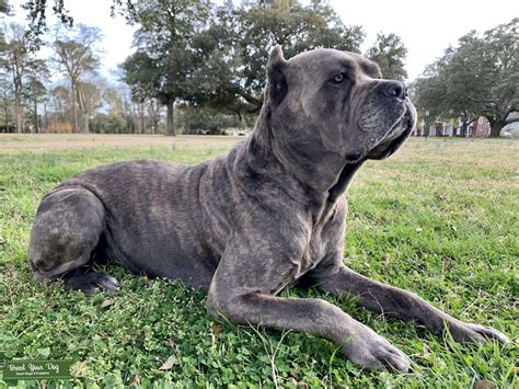 Discovering The Brindle Blue Grey Cane Corso
