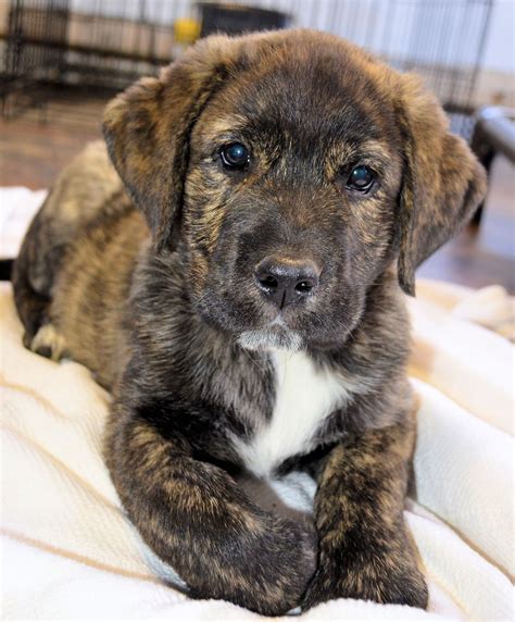 Brindle Boxer Lab Mix Puppy: A Unique And Lovable Companion