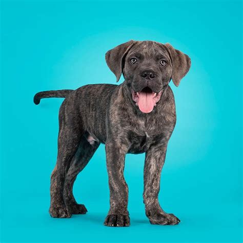 Cane Corso Dog Breed » Everything About Cane Corsos